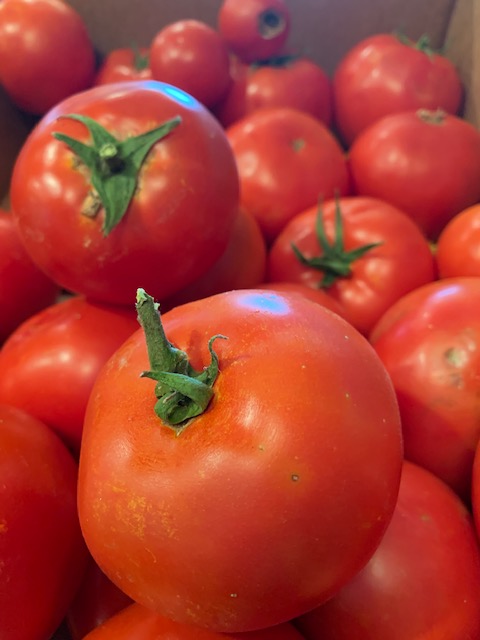 tomatoes